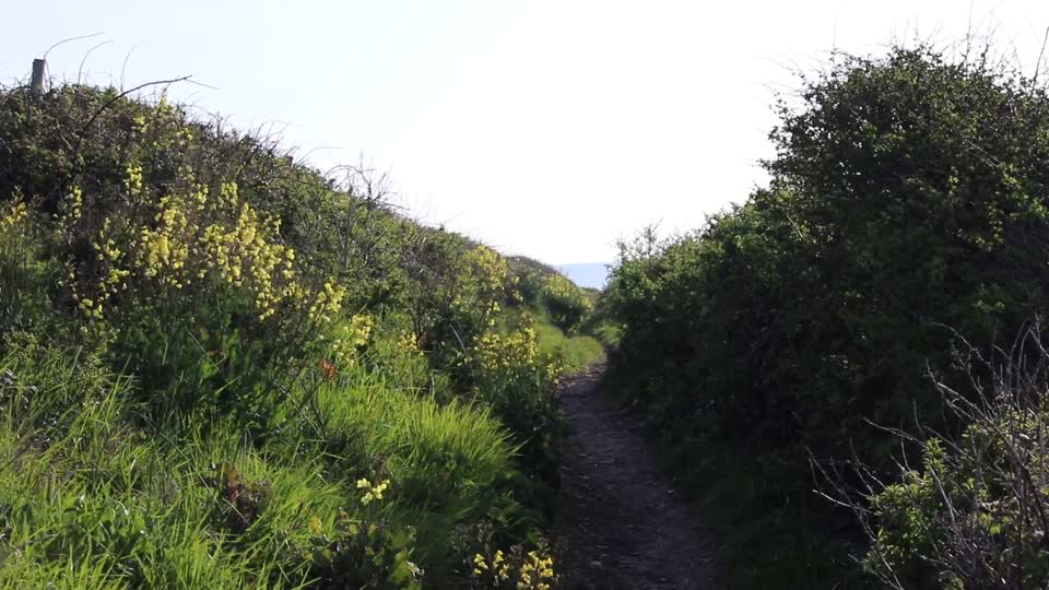 Skylark song, along the coast path