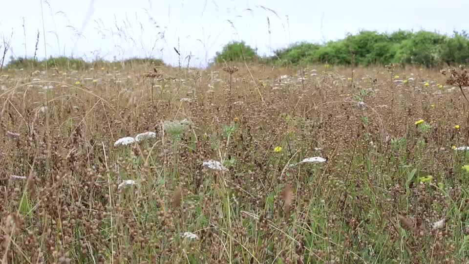 Skylark song & wind shaking the Yellow Rattle
