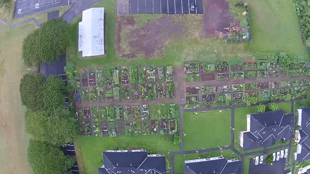 Manoa Community Gardens: Banana bunchy top