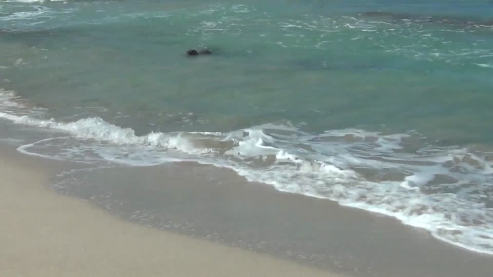 Hawaiian monk seal joining us on the beach