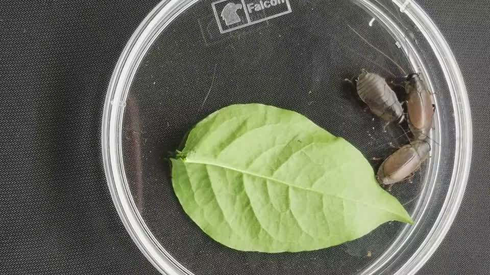 Pacific beetle cockroach (Diploptera punctata)
