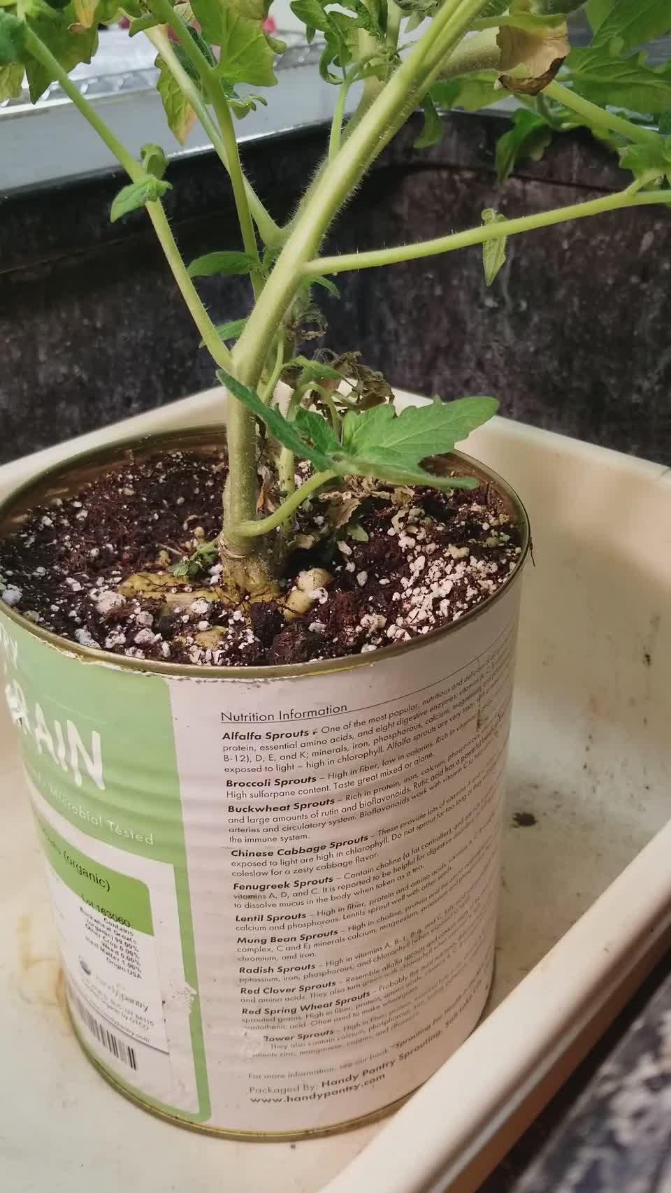 Root knot of tomato