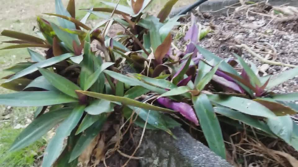 Tradescantia spathacea (Oyster plant, Moses in the Cradle): Pacific beetle cockroach (Diploptera punctata)