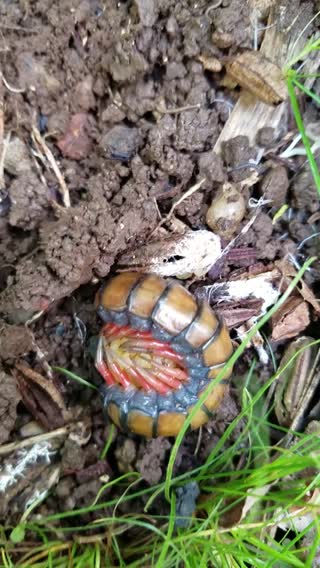 Female centipede with a newborn clutch of live young