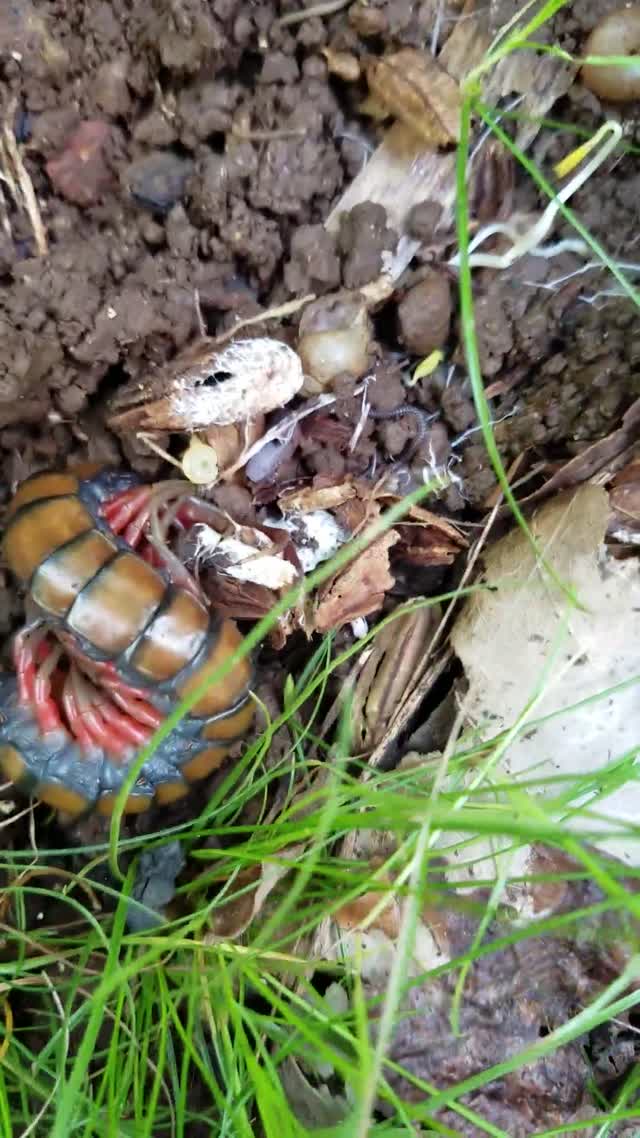 Female centipede with a newborn clutch of live young