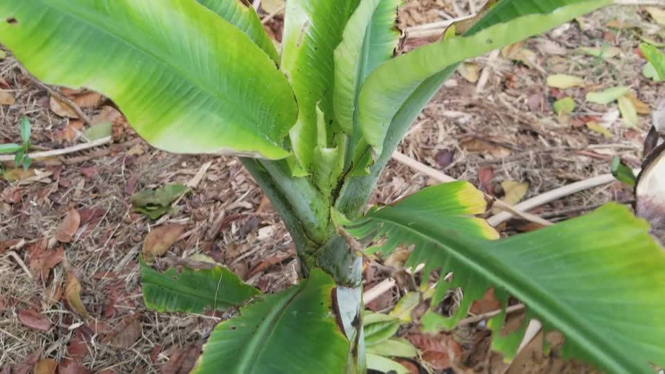 Banana aphids (Pentalonia nigronervosa), vectors of Banana bunchy top virus (BBTV)