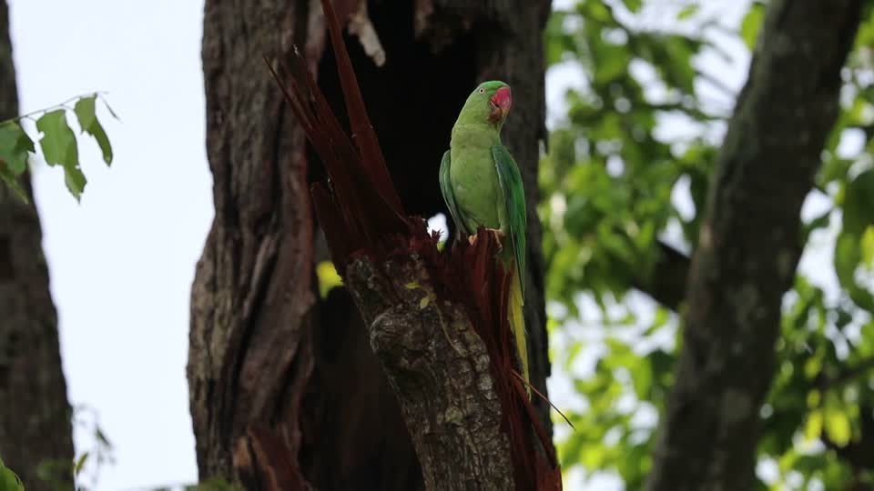 SYT_0425-Alexandrine parakeet
