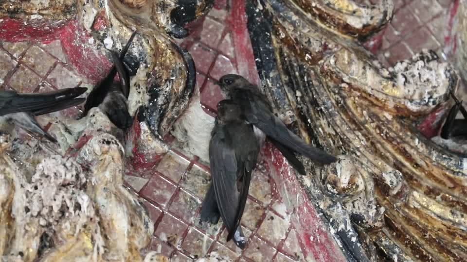 SYT_0654-戈氏金丝燕 Germain's Swiftlet