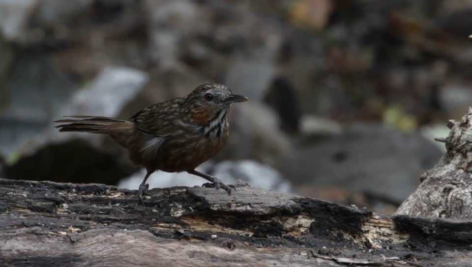 MVI_7837_Rufous Limestone-babbler