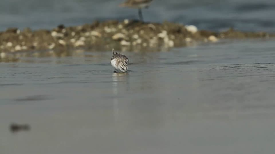 SYT_9942-spoon-billed sandpiper