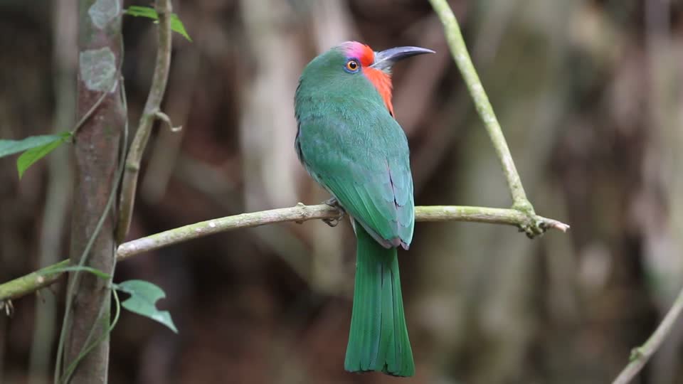 MVI_7399-red-bearded bee eater.