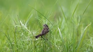 SSYT7827-Yellow-breasted Bunting