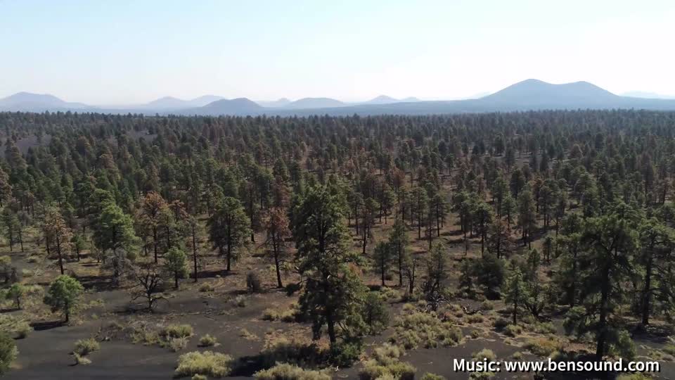 Forest Health Survey 2020