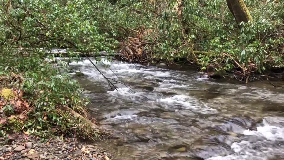 Cataloochee Creek, Cataloochee, NC