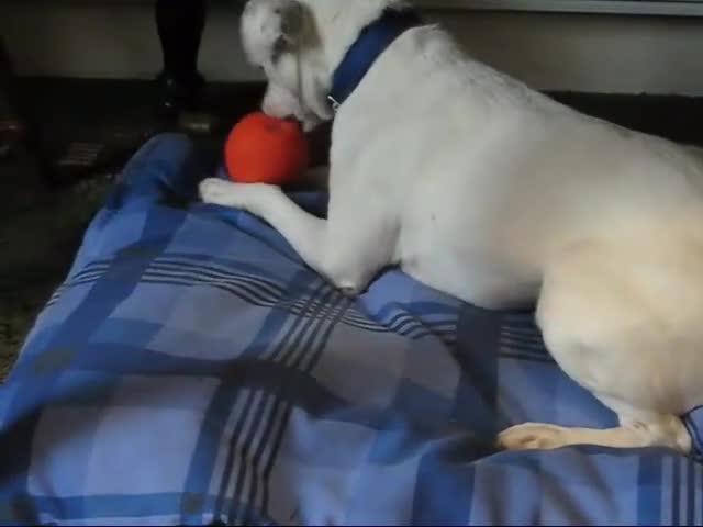Spacehopper