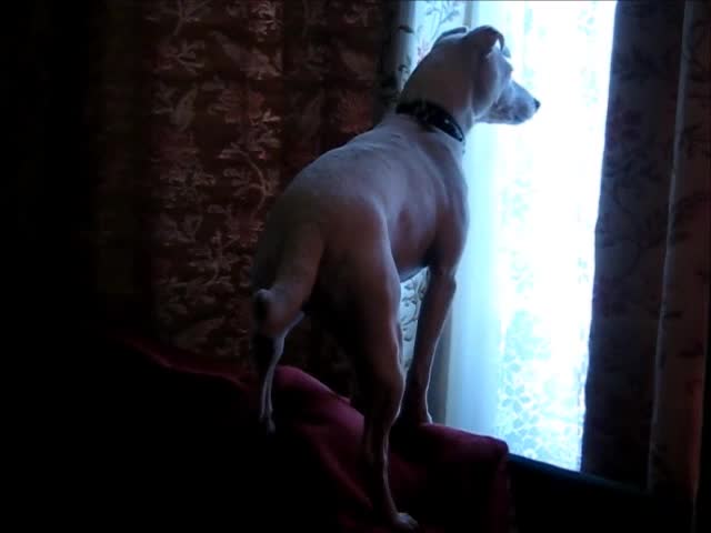 Smokey at the window