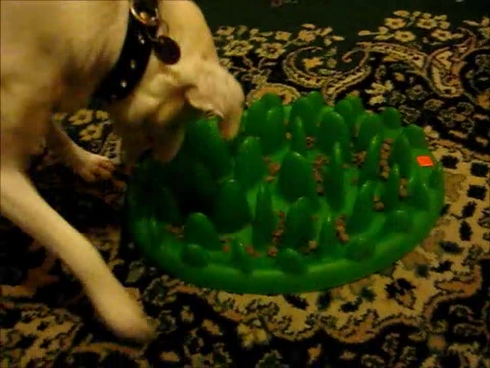 Smokey and the Green Interactive feeder