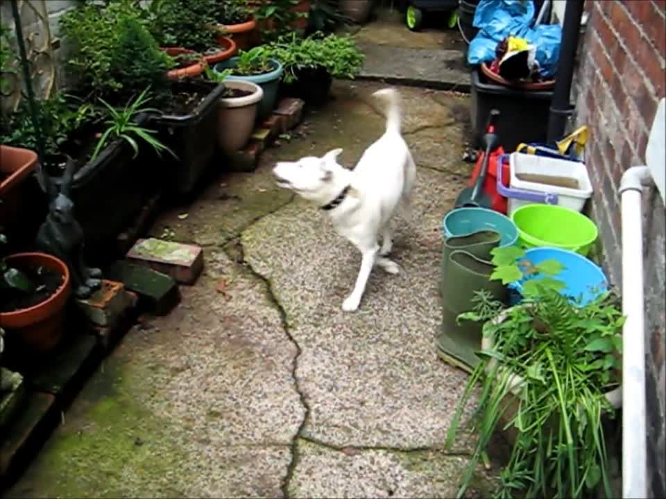 Barking in the backyard