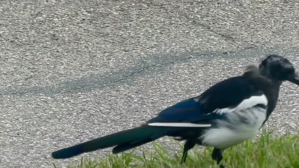 Young Magpie with rotten apple