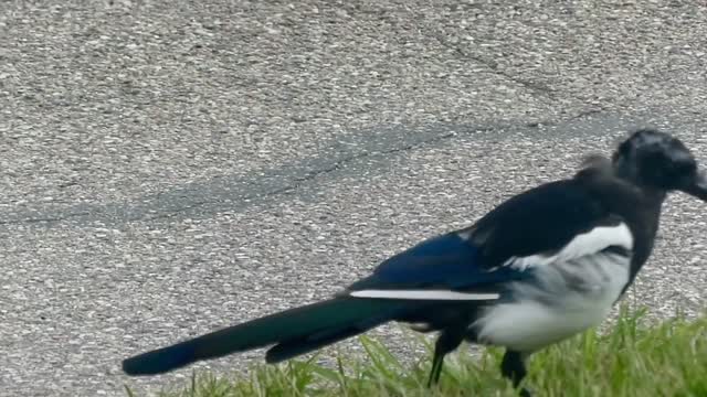 Young Magpie with rotten apple