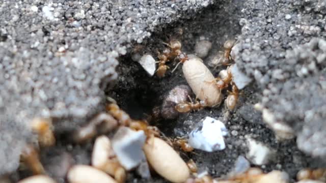 Ants and eggs