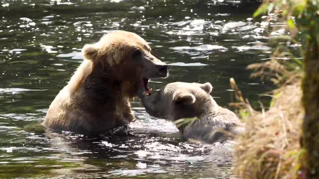Kodiak bear family