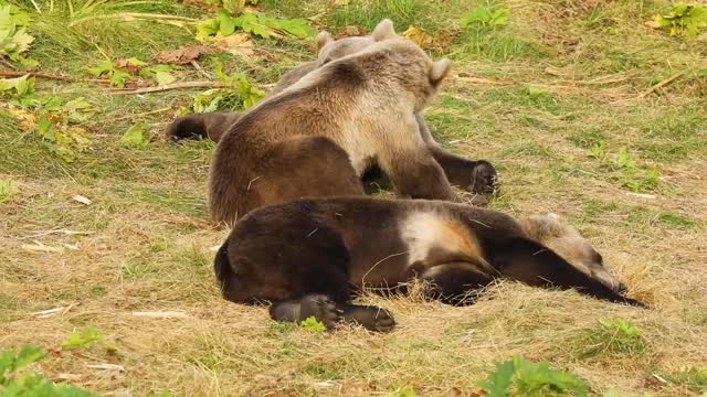 Kodiak bear family