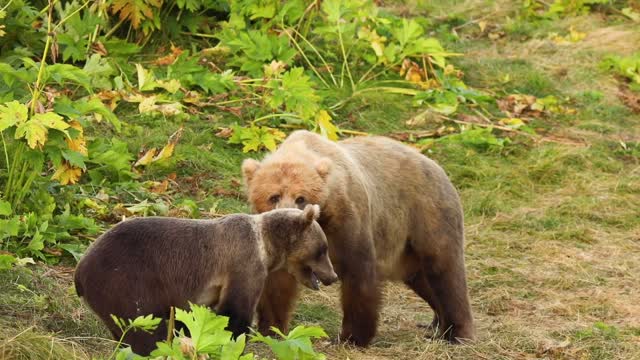 Kodiak Bear Ear Tug
