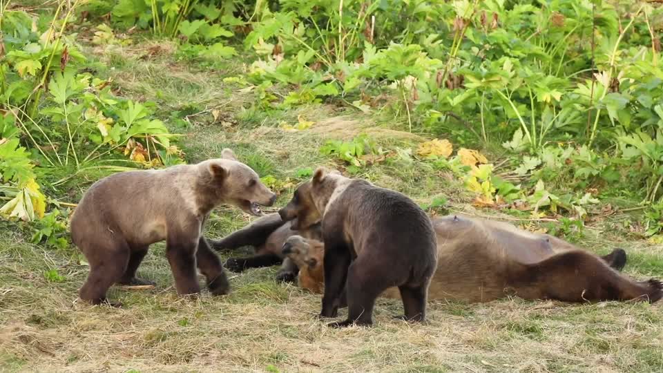 Kodiak bear family