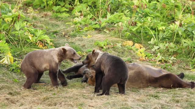 Kodiak bear family