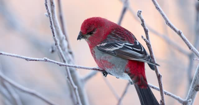 Male pine grosbeak