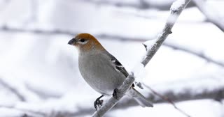 Female pine grosbeak