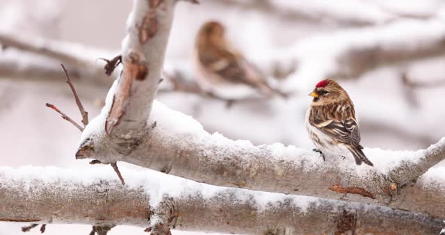 Common redpoll