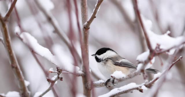 Black-capped chickadee