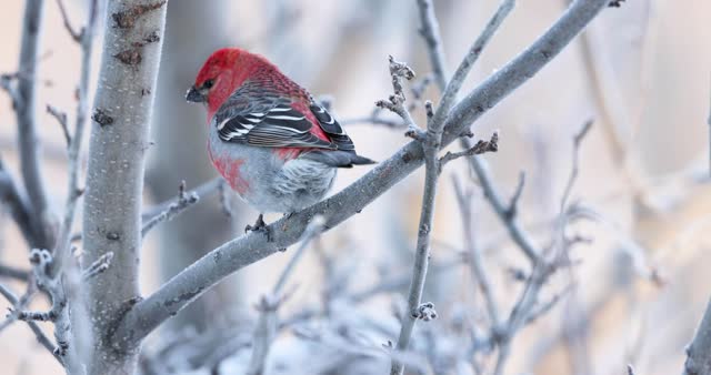 Male pine grosbeak