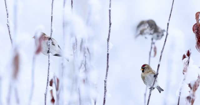 Common redpolls on branches