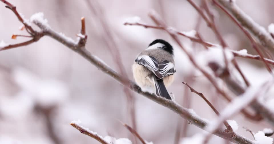 Black-capped chickadee
