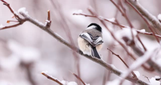 Black-capped chickadee