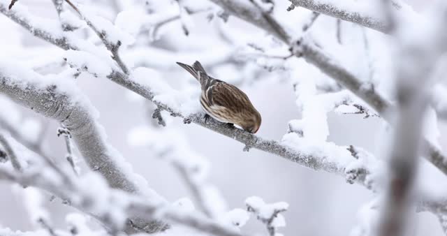 Common redpoll