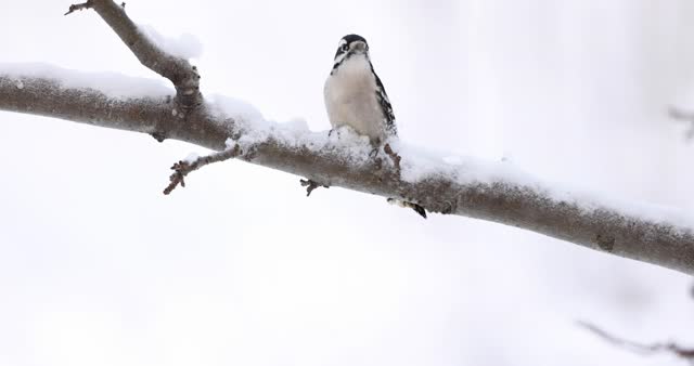 Downy woodpecker