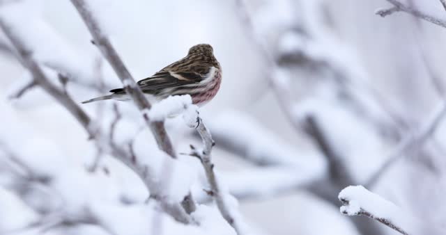 Common redpoll