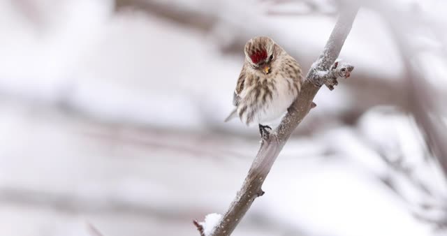 Common redpoll