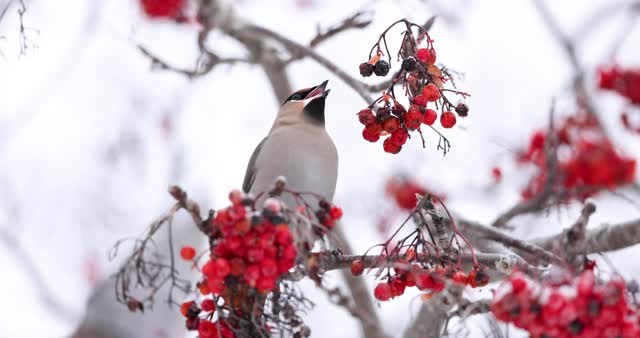 Bohemian waxwings