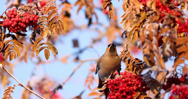 Bohemian waxwings