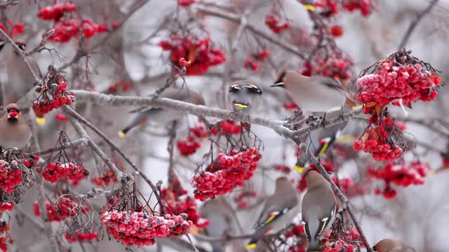 Bohemian waxwings