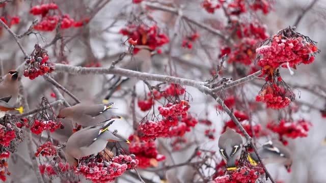 Bohemian waxwings