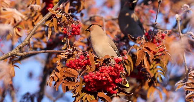Bohemian waxwings