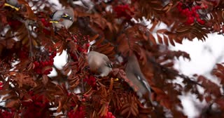 Bohemian waxwings