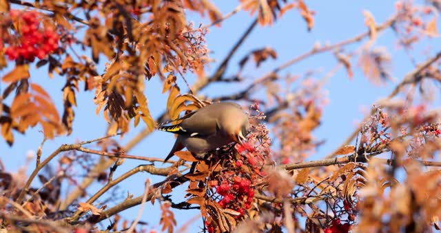 Bohemian waxwings