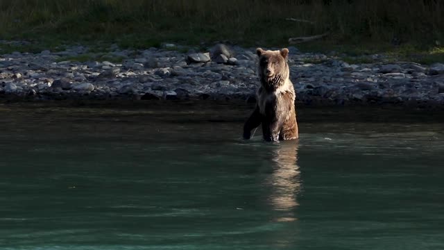 Kenai River bears